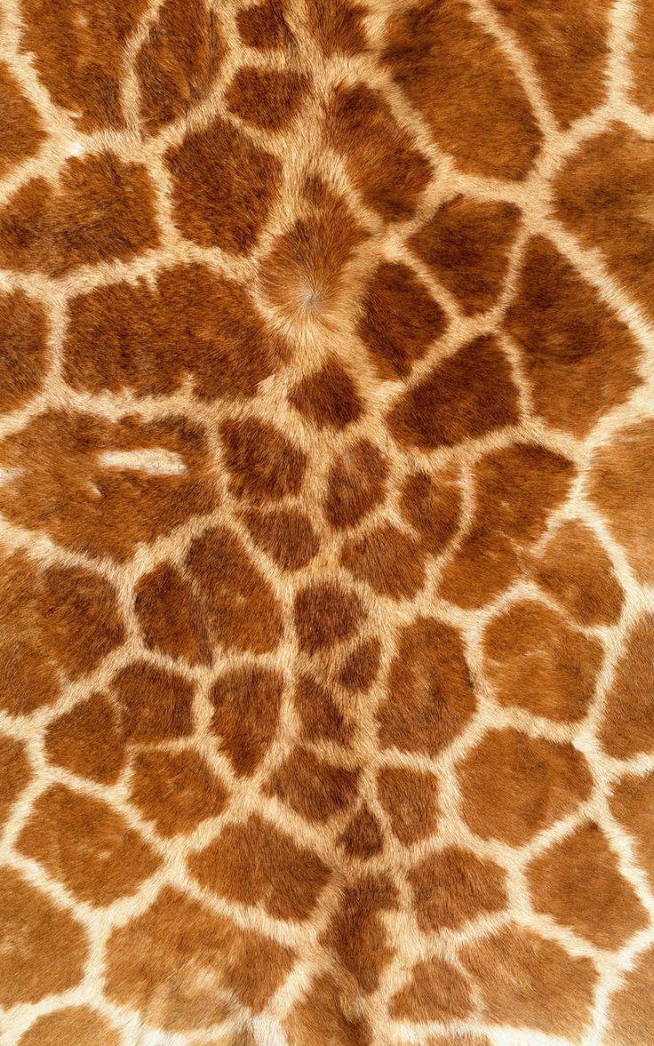 Fur Aesthetic, Animal Print Background, Fur Texture, Tiger Skin, Giraffe Pattern, Texture Inspiration, Texture Photography, Giraffe Print, African Animals