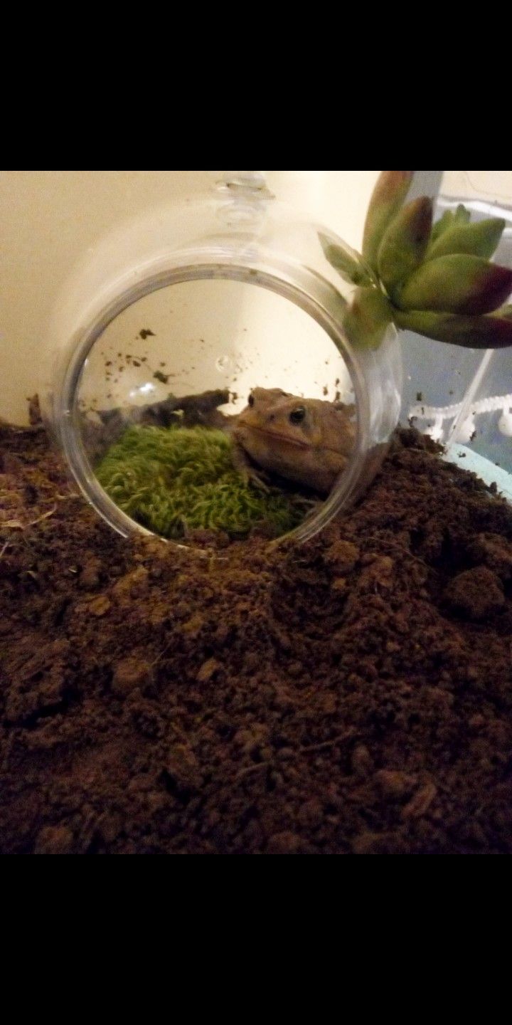 a glass jar filled with dirt and plants