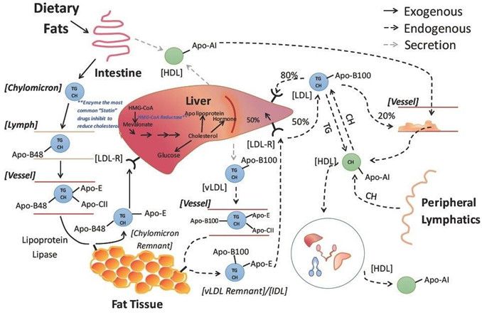 Lipid Metabolism, Biochemistry Notes, Protein Metabolism, Cardiac Disease, Independence Day Quotes, Plasma Membrane, Medical Videos, Mammary Gland, Chemistry Lessons