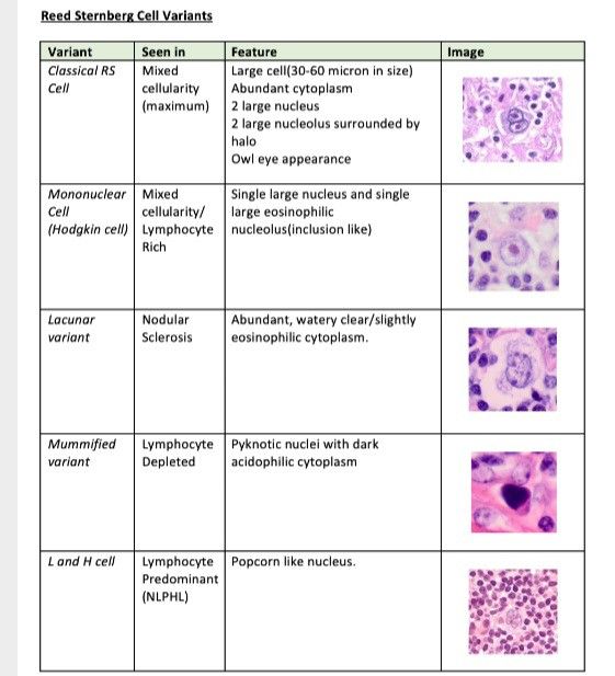 an image of different cells in the body