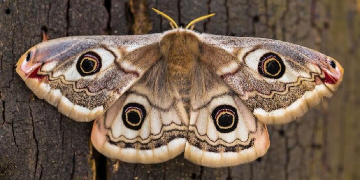 a close up of a moth on a tree