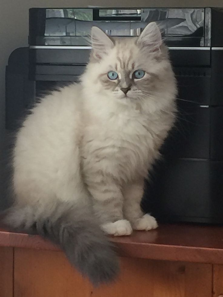 a white and gray cat sitting on top of a wooden shelf next to a tv