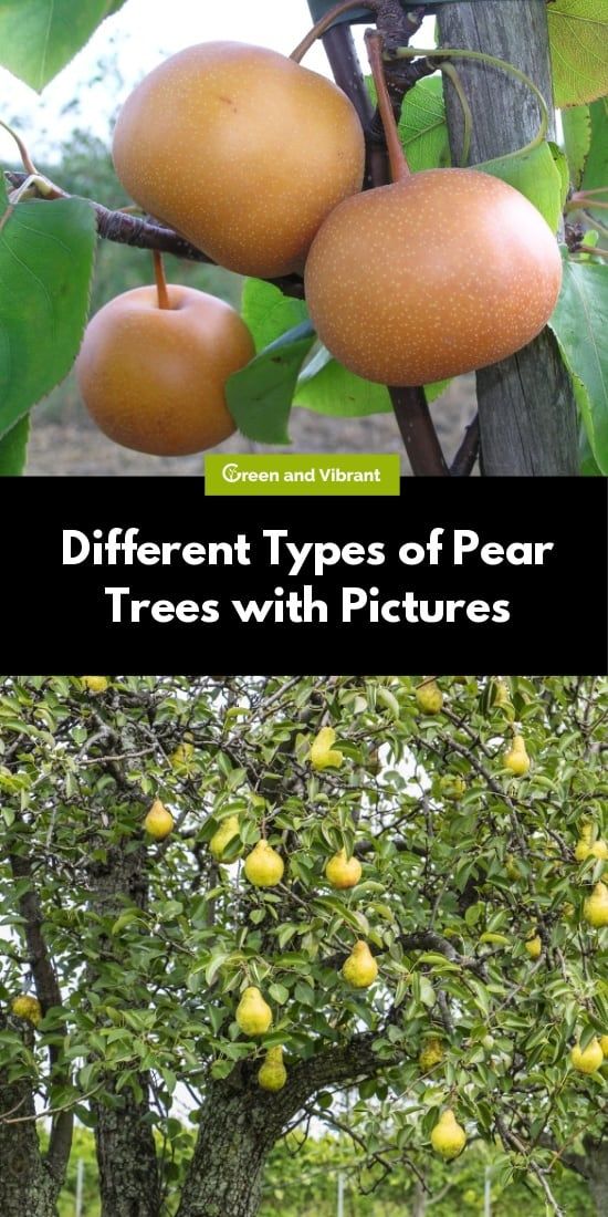 different types of pears on trees with pictures below them and below the caption