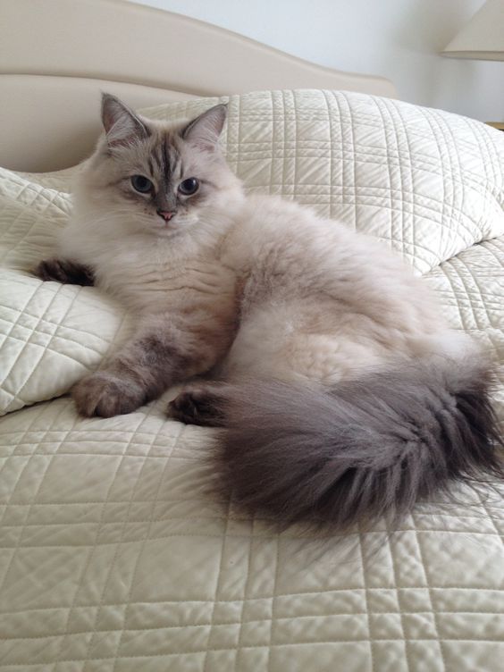 a fluffy cat laying on top of a white quilted bedspread in a bedroom