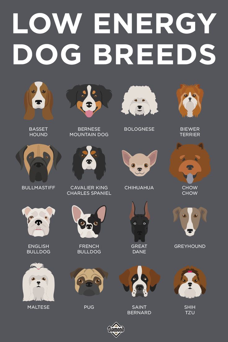 an illustrated poster with different breeds of dogs