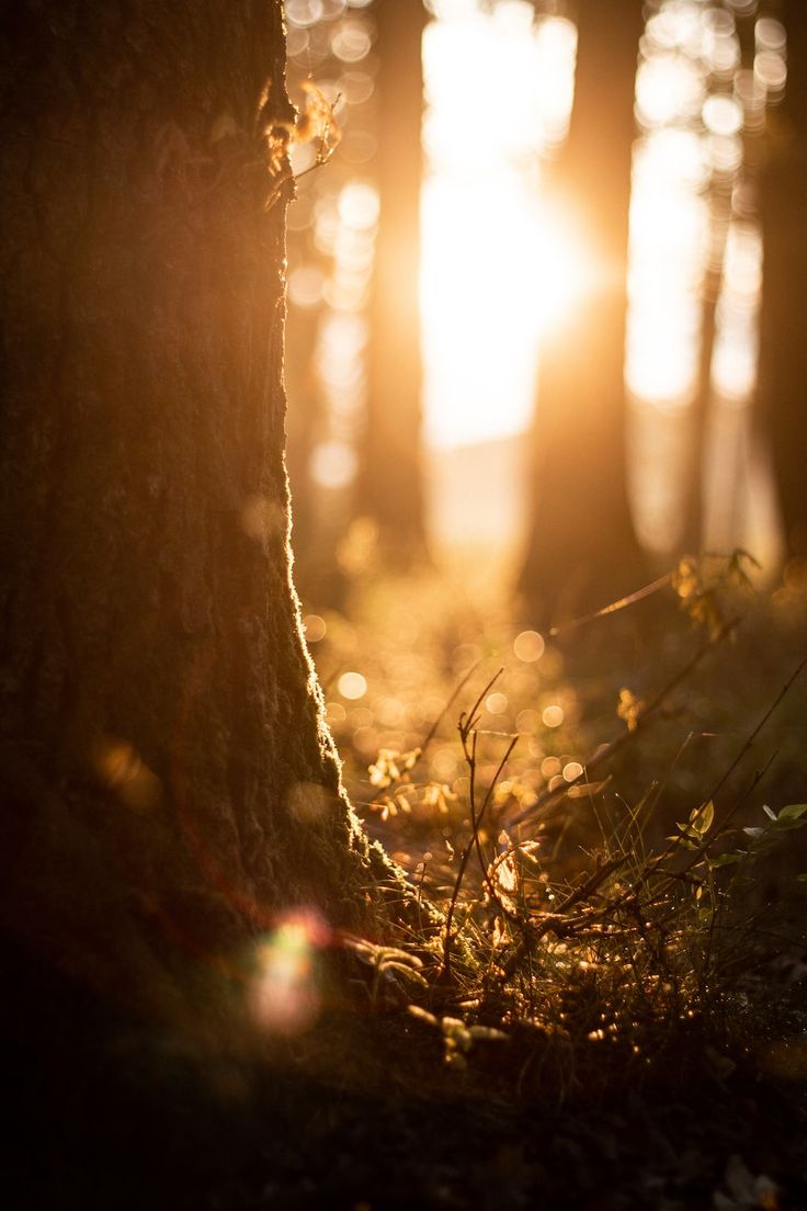 the sun is shining through the trees in the forest