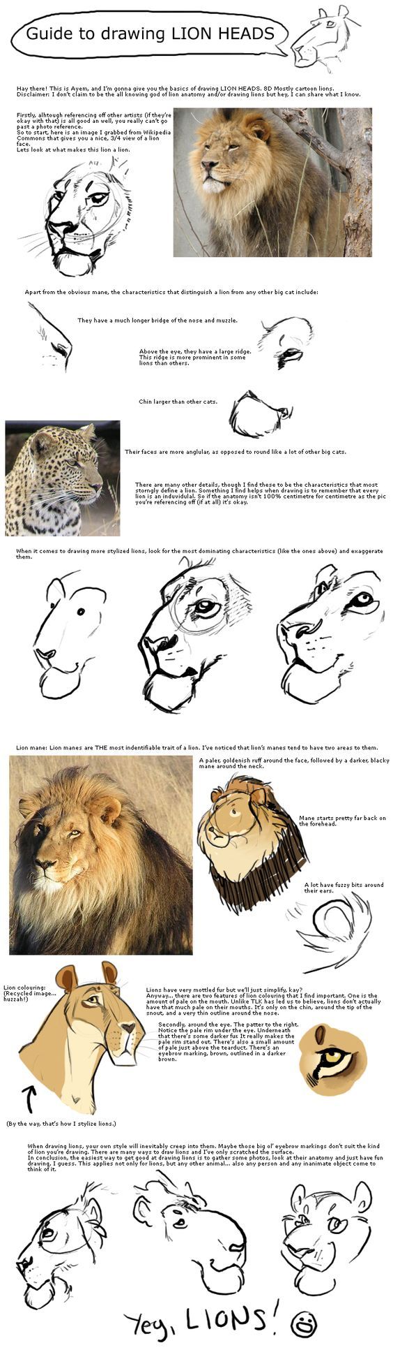 how to draw lion heads step by step instructions for beginners and advanced drawing students