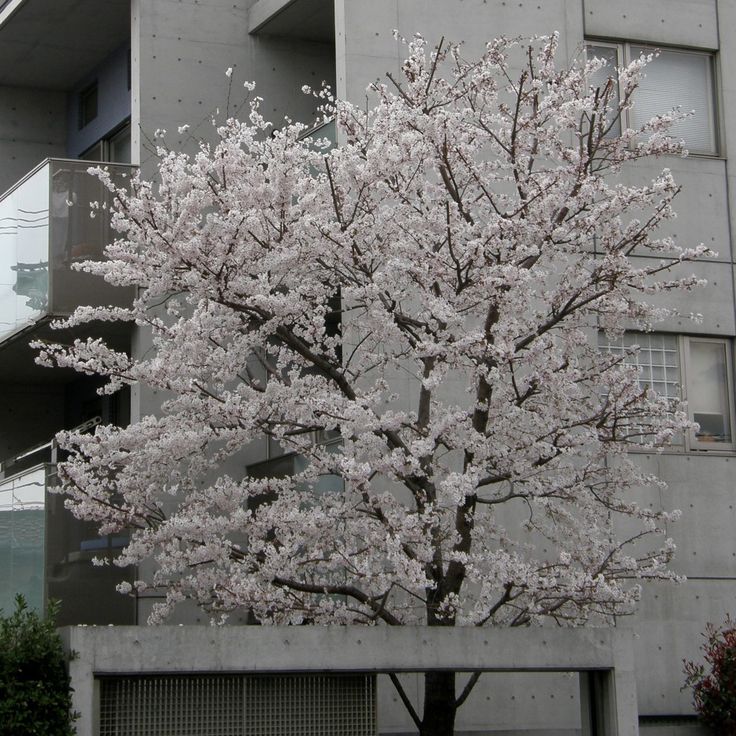 a tree with white flowers in front of an apartment building