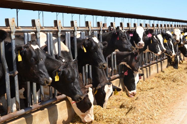 cows are lined up and eating hay in their pen