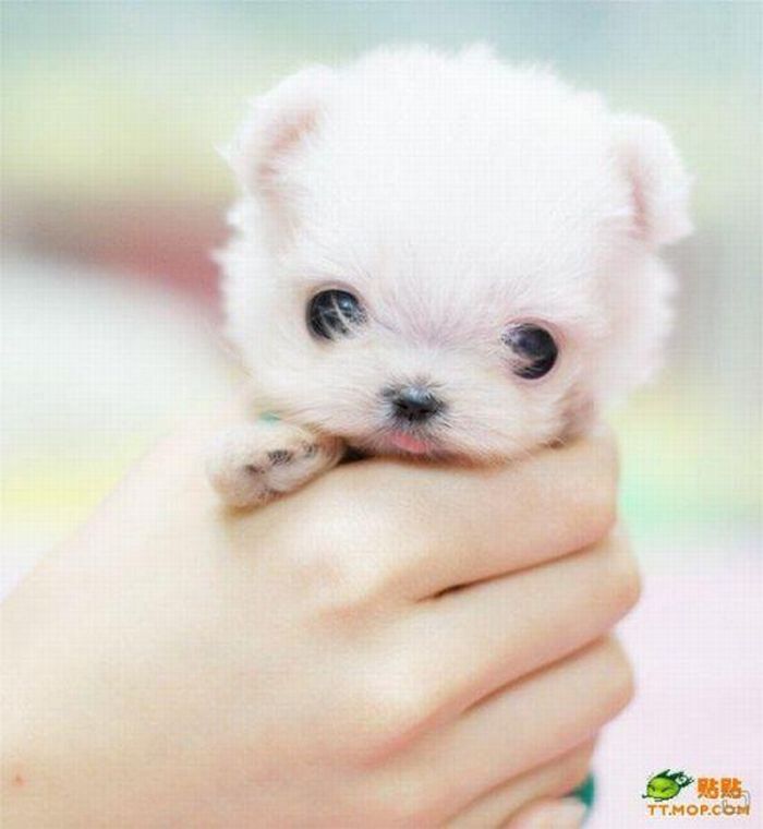 a small white dog sitting on top of a person's hand