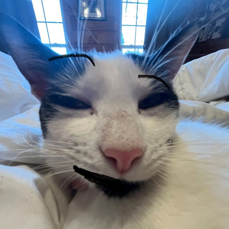 a black and white cat with blue eyes laying on a bed