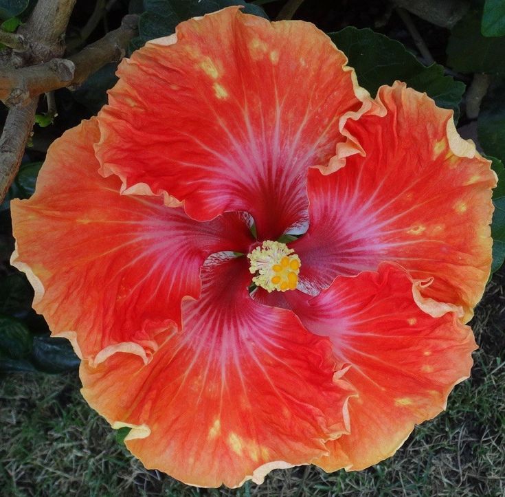 an orange and red flower in the grass