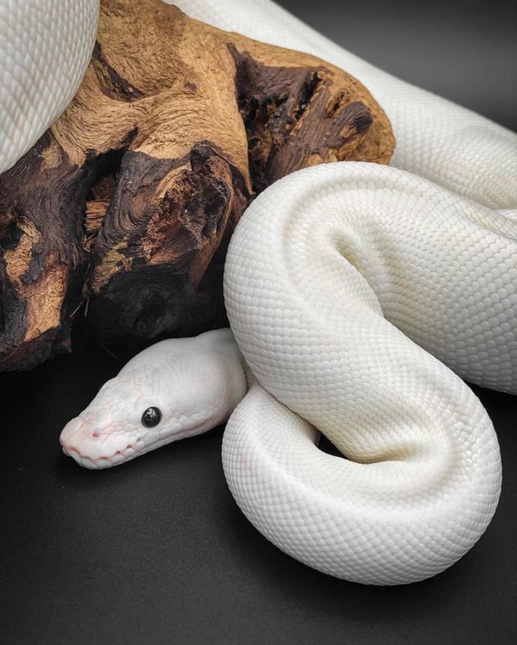 a white snake laying on top of a piece of wood next to a banana peel