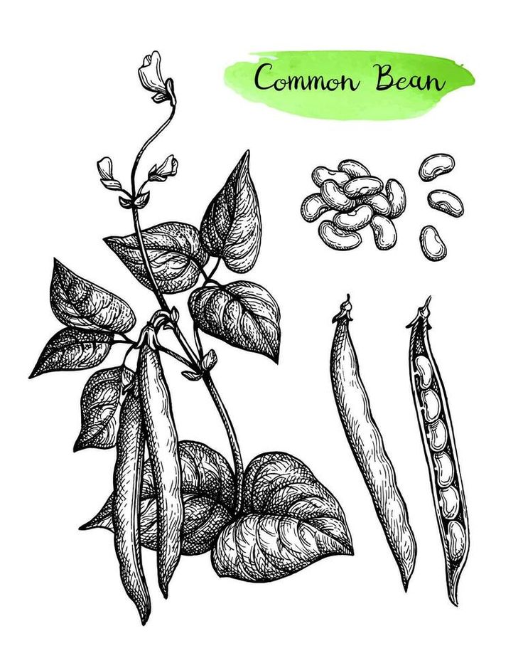 Common bean plant and pods. Ink sketch set isolated on white background. Hand drawn vector illustration. Retro style. Beans Drawing, Bean Drawing, Bean Illustration, Beans Illustration, Recipe Book Cover, Recipe Book Covers, Positive Negative Space, Colored Pencil Drawing Techniques, Vine Drawing