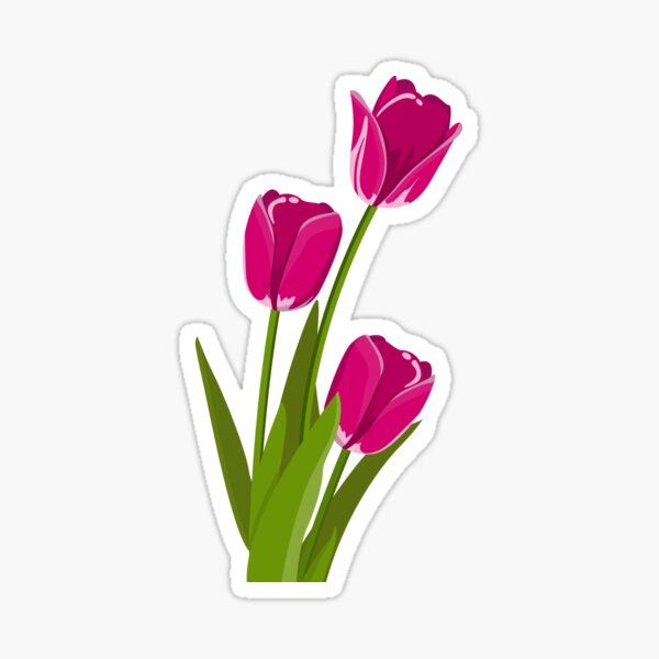 three pink tulips sticker on a white background with green stems in the center