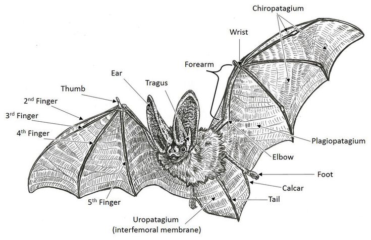 a diagram of the parts of a bat with labels on each wingtip and body