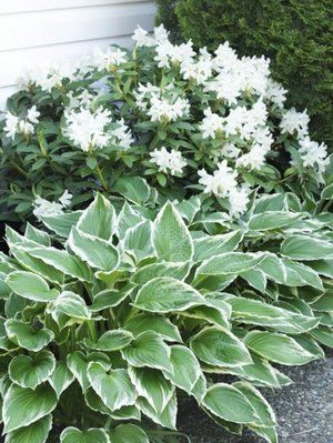 white flowers and green leaves in front of a house