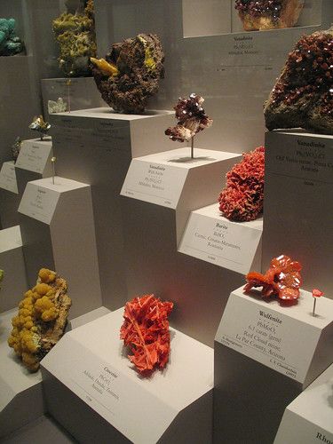 many different types of corals on display in a museum