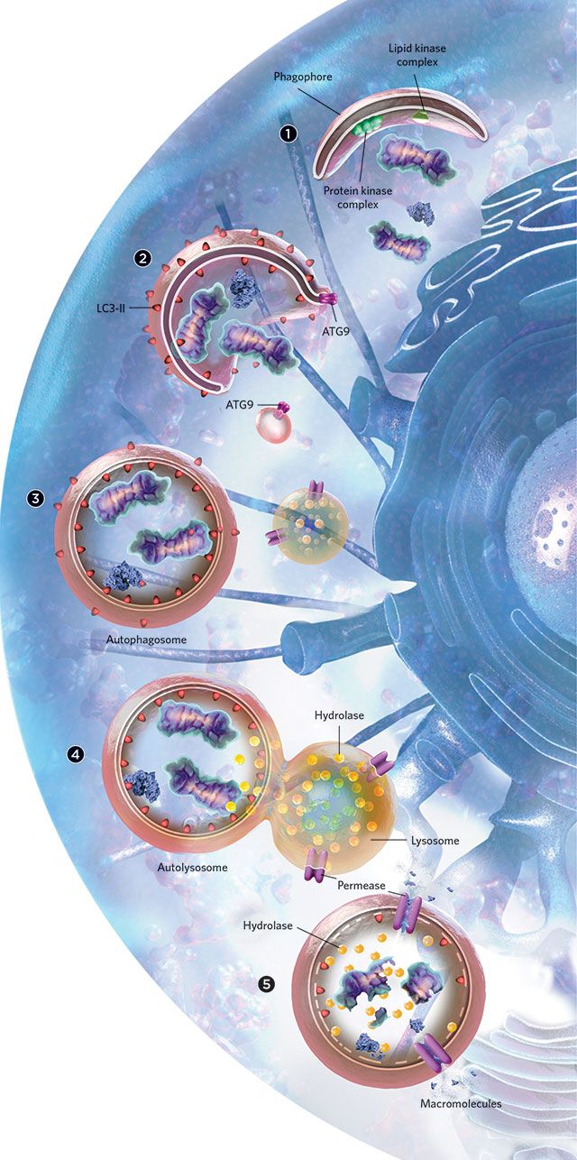 the structure of an animal's cell is shown in this diagram, with all its components labeled