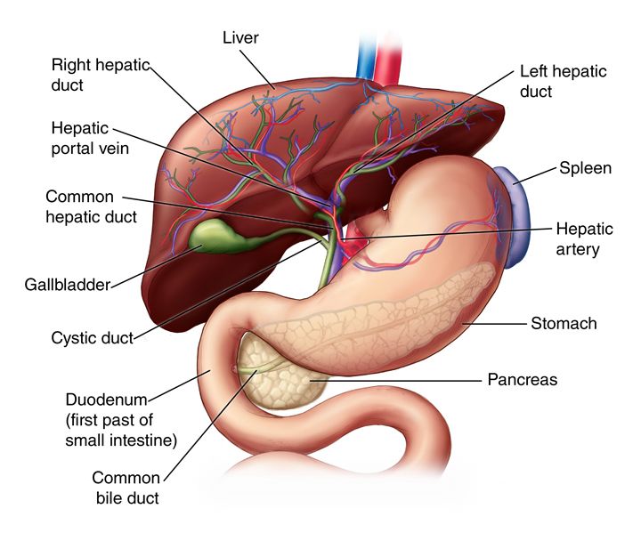 the anatomy of the human body including the liver, pancreas, and stomach