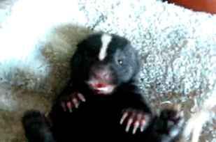 a small black and white animal sitting on top of a bed next to a blanket