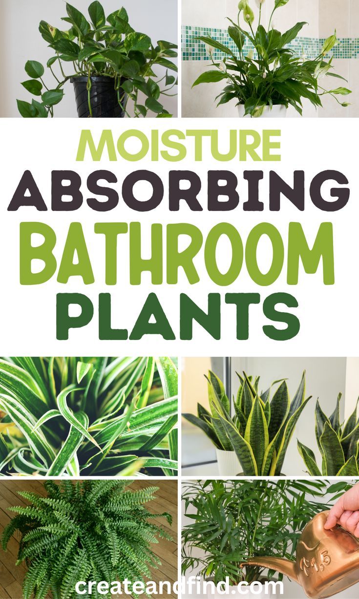 Collage of indoor air-purifying bathroom plants that absorb moisture and humidity. Inside House Plants, Bathroom Plants Decor, Best Bathroom Plants, Air Purifying House Plants, Household Plants, Plant Care Houseplant, Inside Plants, Growing Plants Indoors, Best Indoor Plants