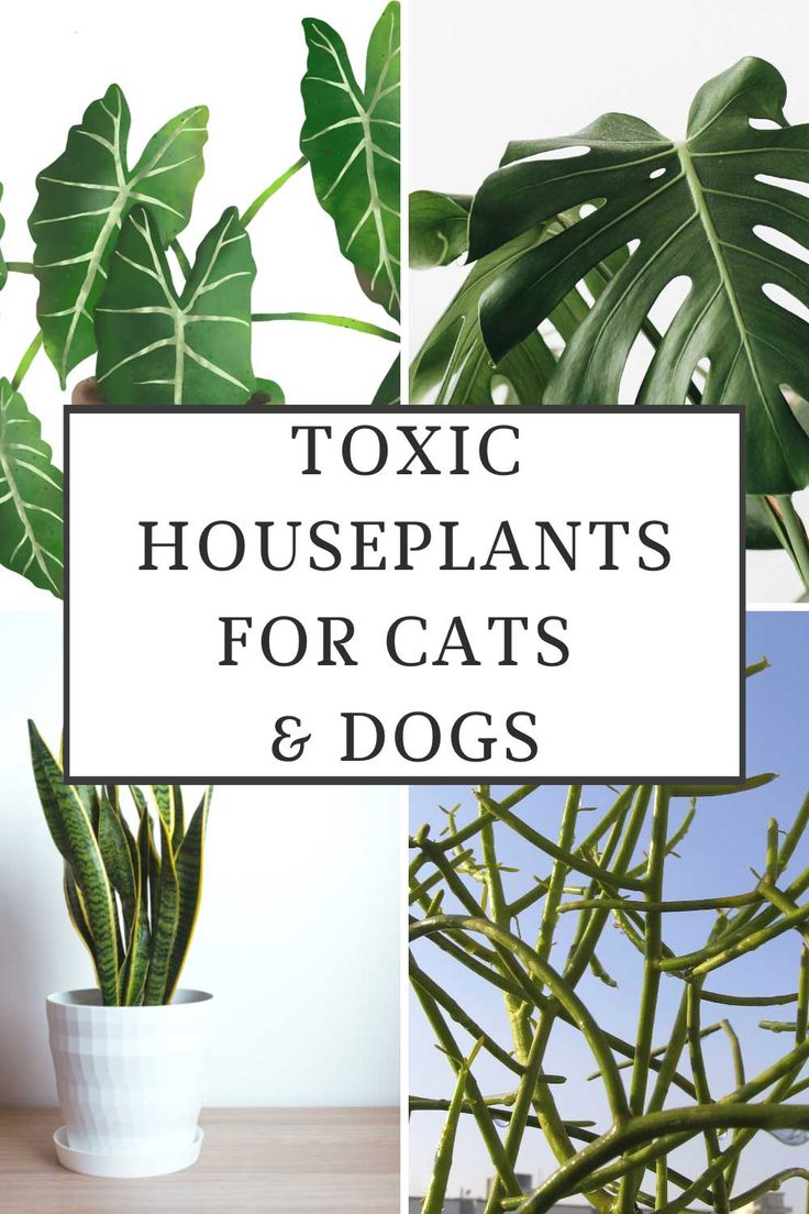 some houseplants for cats and dogs