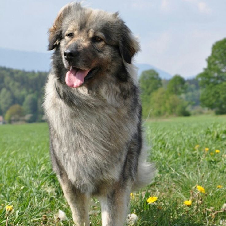 a large dog standing on top of a lush green field