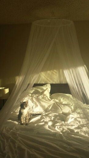 a cat sitting on top of a bed covered in white sheets and netting with the light coming through