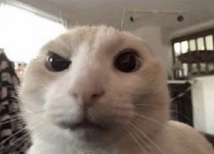 a close up of a cat's face with an odd look on its face