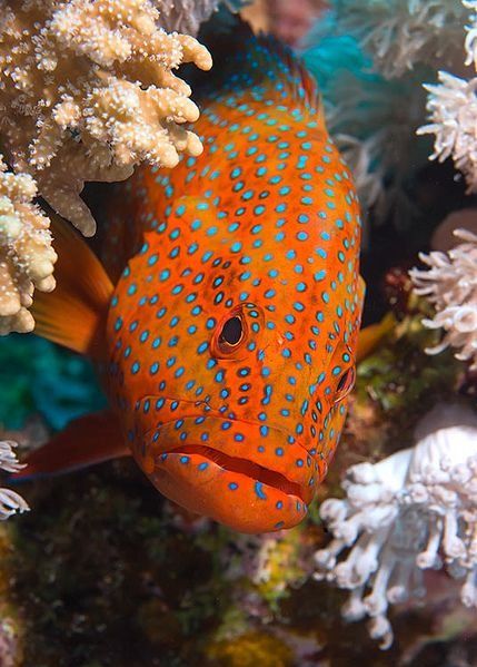 an orange fish with blue dots on it's face is swimming among corals