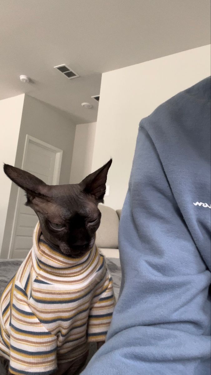 a cat wearing a sweater sitting on someone's lap