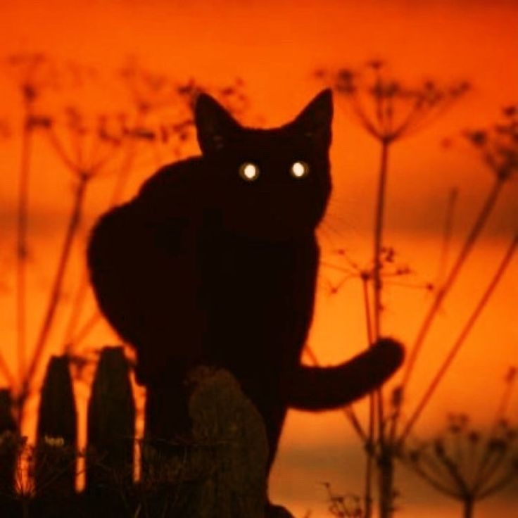 a black cat sitting on top of a wooden fence