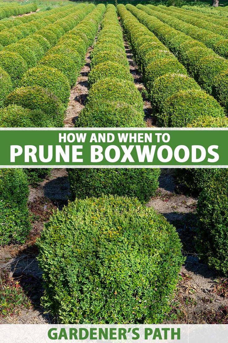 how and when to prune boxwoods in the garden's path?