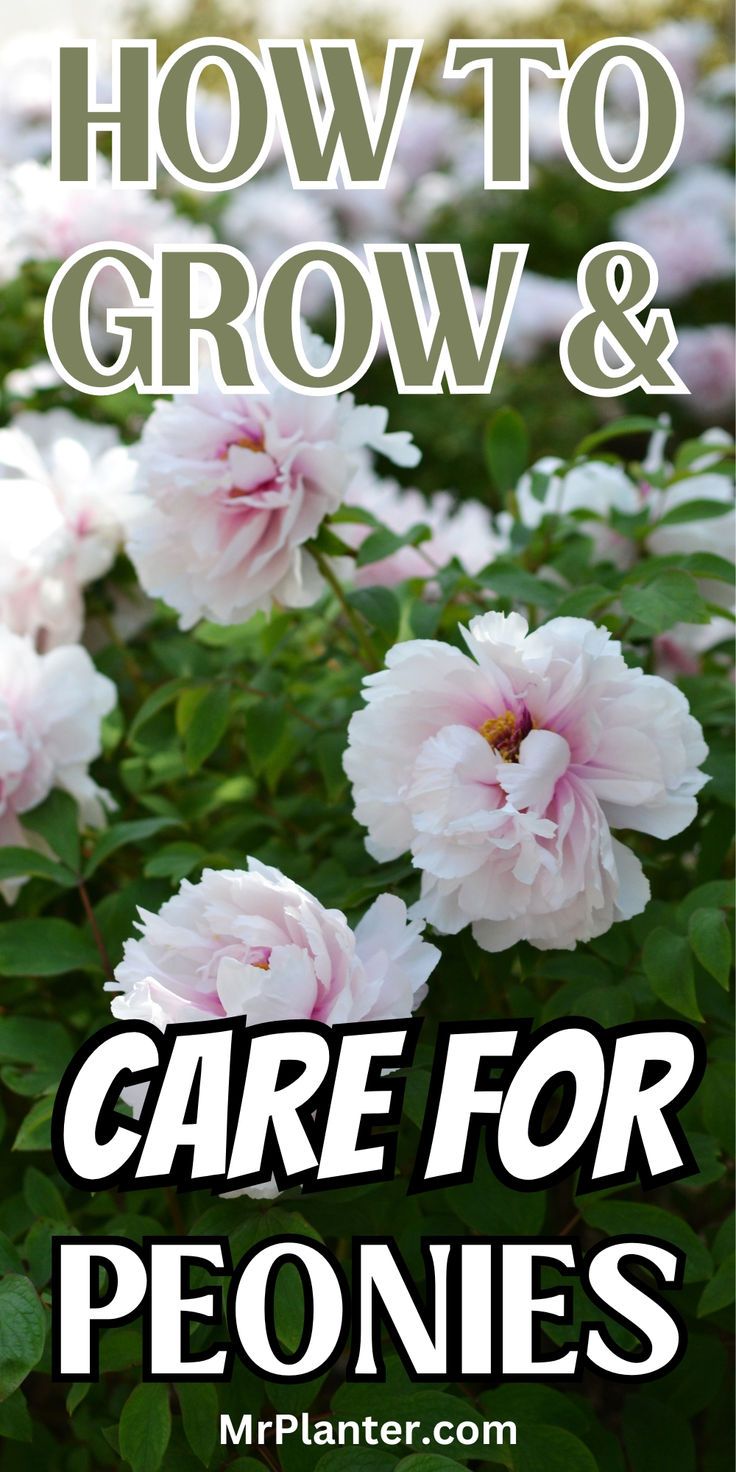 DIY peonies garden with step-by-step instructions on peonies care and how to grow peonies. Peony Care After Bloom, Peony Care Tips, Hydrangea Plant Care, Flower Fertilizer, Peony Care, Planting Peonies, Growing Peonies, Organic Mulch, Planting Hydrangeas