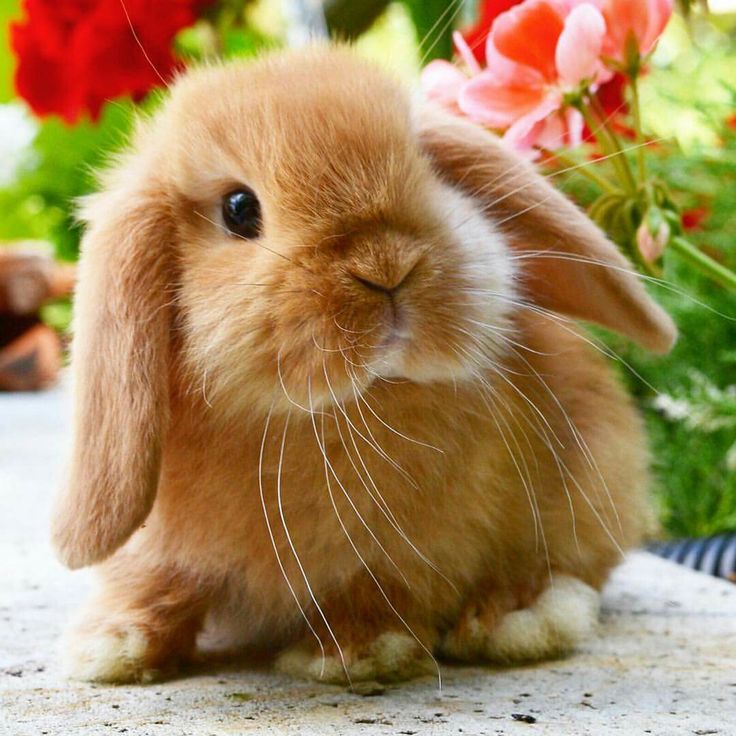 a small brown rabbit sitting on top of a stone floor next to some pink flowers