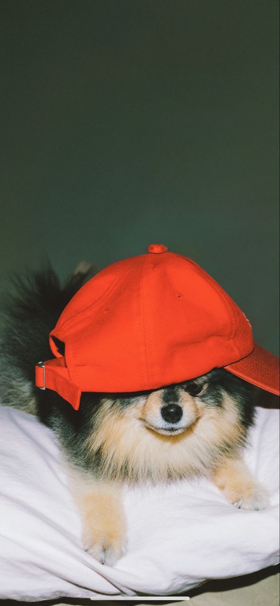 a small dog laying on top of a bed wearing a red hat