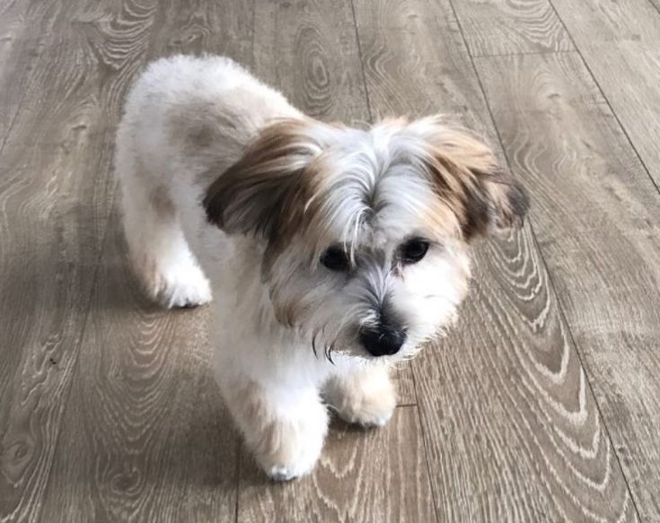 a small white and brown dog standing on top of a wooden floor