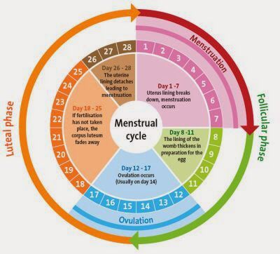 Menstruation cycle chart Menstrual Cycle Chart, Ovulatory Cycle, What Is Ovulation, Menstruation Cycle, The Menstrual Cycle, Fertility Awareness, Adolescent Health, Fertility Diet, Natural Pregnancy