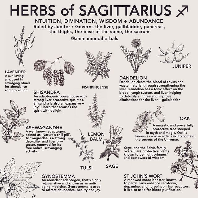 A N I M A M U N D I Apothecary on Instagram: “Herbs of Sagittarius 🏹 are those ruled by Jupiter. Tag your sag-y friends! ♐️ Jupiter, the first of the giant, gaseous planets gives off…” Green Witch Tattoo Ideas, Zodiac Herbs, Witch Resources, Plants Hacks, Herb Medicine, Witch Life, Magickal Herbs, Witch Herbs, Zodiac Candles