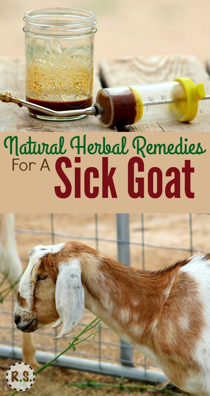 a goat with its head stuck in the grass next to a glass jar and bottle