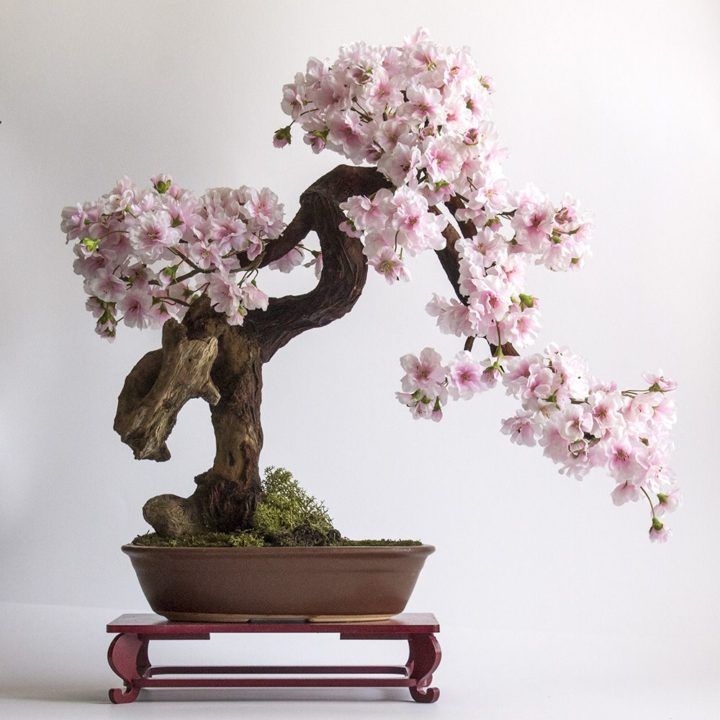 a bonsai tree with pink flowers in a pot