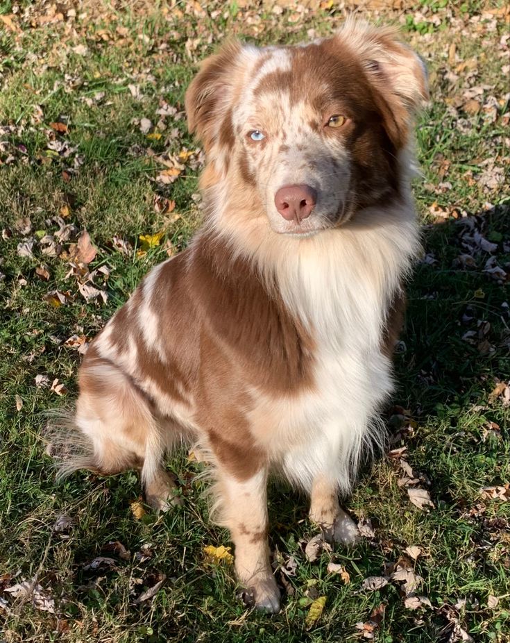 a brown and white dog sitting in the grass