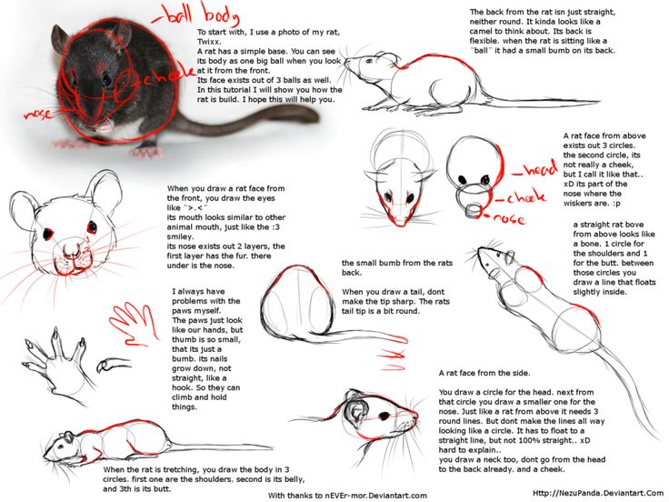 an illustrated guide to how to draw a rat with step - by - step instructions