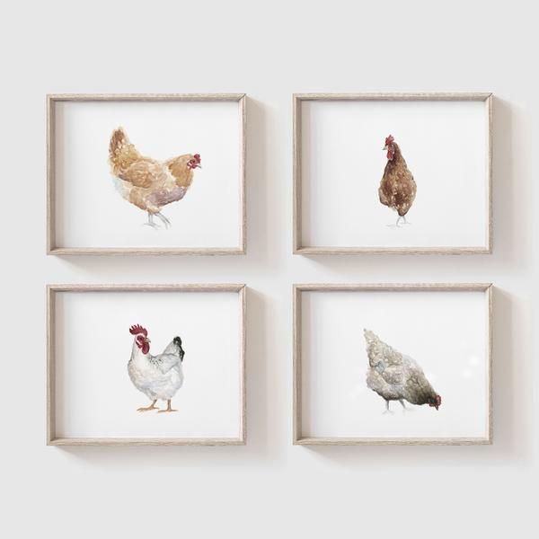 four framed pictures of chickens in different sizes and colors on the wall above them is a white background