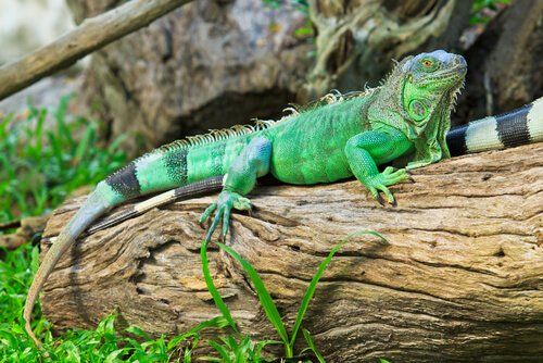 an iguana sitting on top of a tree branch in the grass next to a log