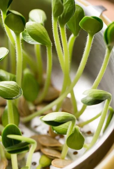 small green plants sprouting from the ground in a metal bowl on a table