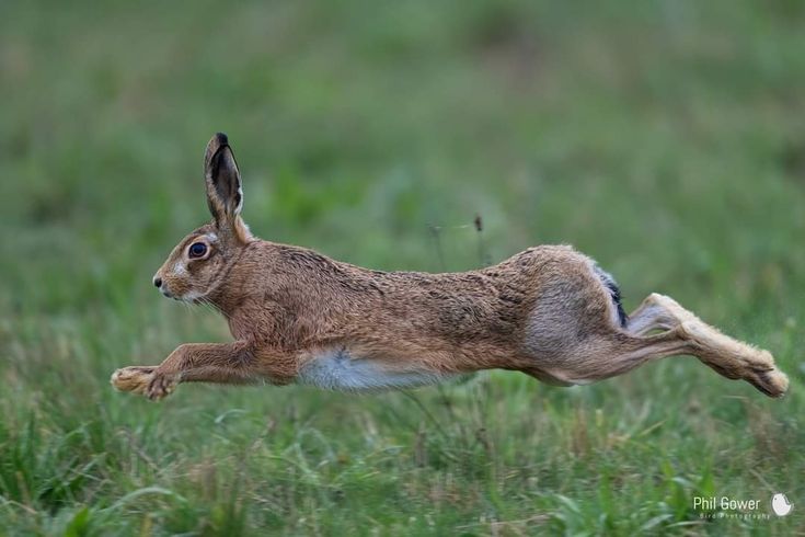 a brown and white rabbit running in the grass with it's front legs up