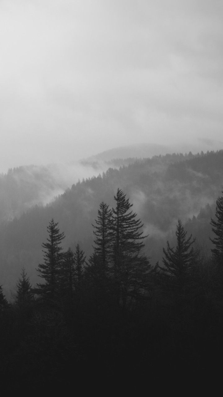 black and white photograph of trees with fog in the background