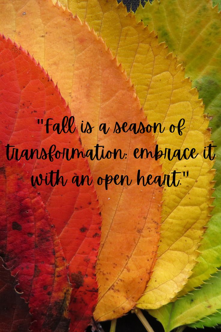 an orange and yellow leaf with the quote fall is a season of transformmation embrace it with an open heart